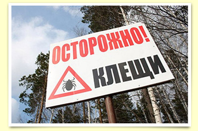 Как защититься от клещей